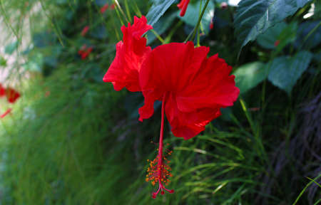 Photo of beautiful and fresh flowers growing in the garden, looks beautiful on the eyes.の写真素材