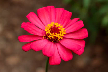 Photo of beautiful and fresh flowers growing in the garden, looks beautiful on the eyes.の写真素材