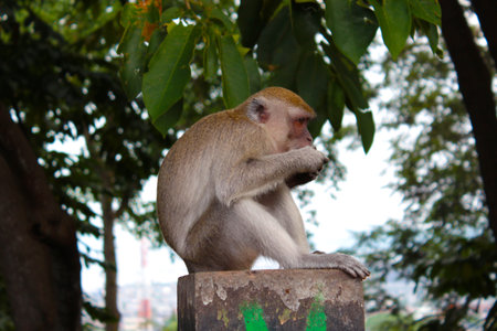 The gray monkey that is protected by the urban forest needs special attention