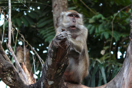 The gray monkey that is protected by the urban forest needs special attentionの写真素材