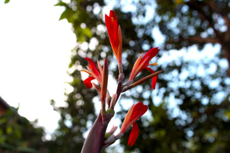 fresh red flowers growing on your home page, perfect for making a natural backgroundの写真素材