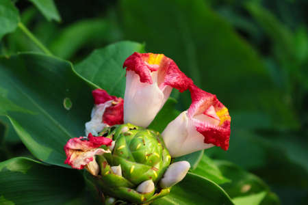 Beautiful red flowers thrive on your home page, perfect for your natural background or wallpaper.の写真素材