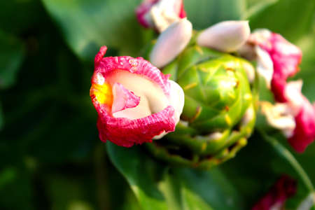 Beautiful red flowers thrive on your home page, perfect for your natural background or wallpaper.の写真素材
