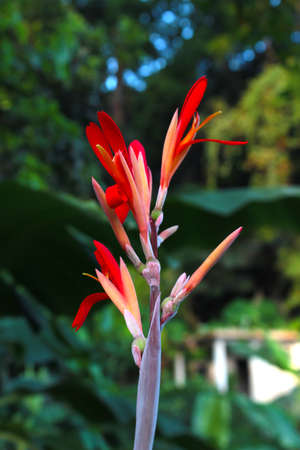 fresh red flowers growing on your home page, perfect for making a natural backgroundの写真素材