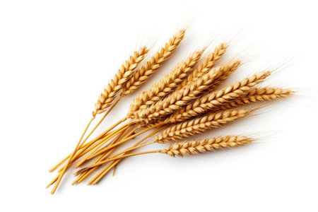 Wheat Ears on white Backgroundの素材