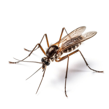 Mosquito Close-Up Side View Isolated on white Backgroundの素材