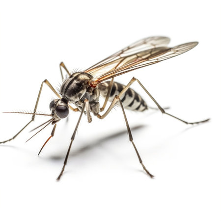 Mosquito Close-Up Side View Isolated on white Backgroundの素材