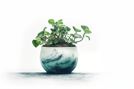 Plant in a Pot Transparent Isolated Greeneryの素材
