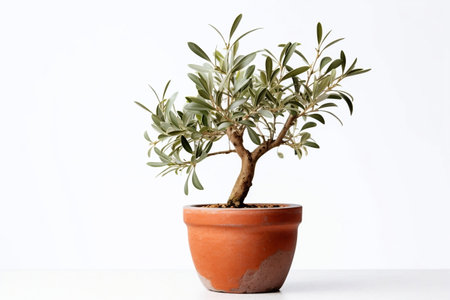Olive Tree Plant in Terracotta Pot on Transparent Background. AIの素材