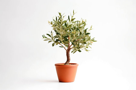 Olive Tree Plant in Terracotta Pot on Transparent Background. AIの素材