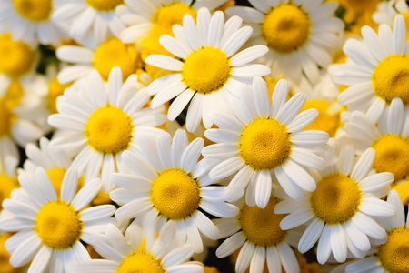 Botanical Beauty - Detailed Close-Up of Chamomile Blossoms.の素材