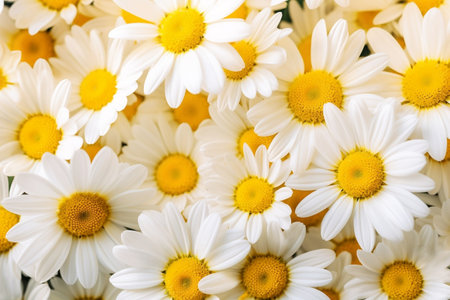 Nature's Elegance - Close-Up View of Chamomile Flowers.の素材