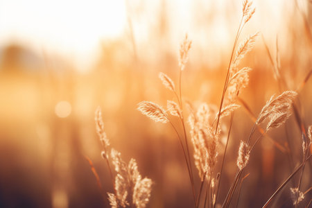 Close-Up Beauty of Wild Grass in the Forestの素材