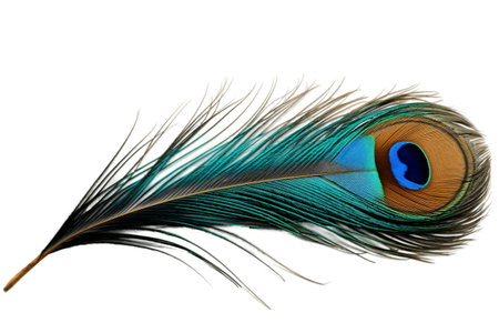 Admire the Elegance of a Single Peacock Feather on a White Backgroundの素材