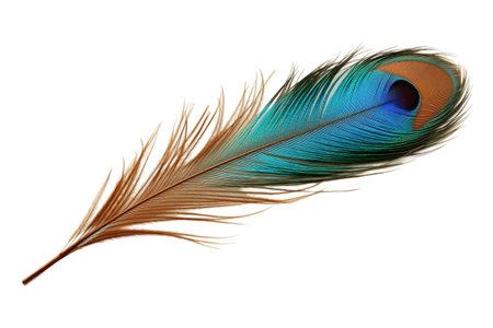 Admire the Elegance of a Single Peacock Feather on a White Backgroundの素材