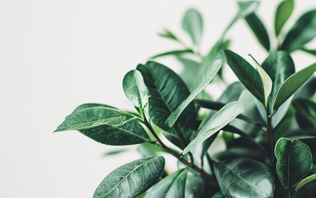 Green Plant On White Background.の素材