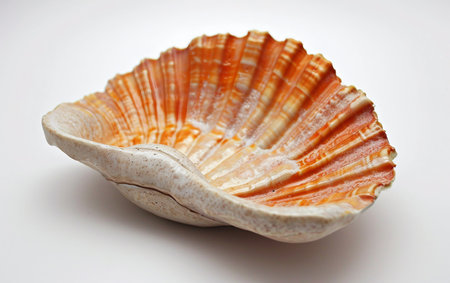 Coaster On White Background.の素材