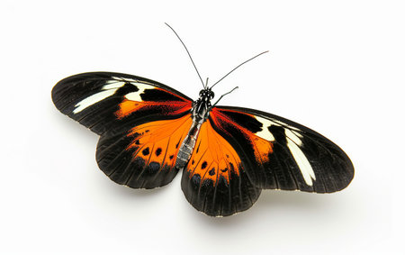 Butterfly On White Background.の素材