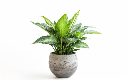 Lobby Plant On White Background.の素材