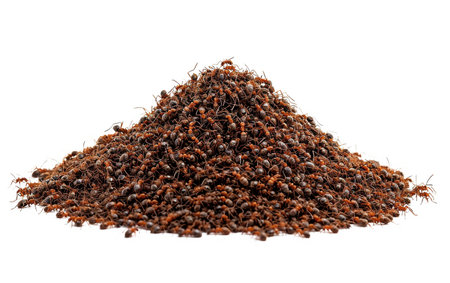 Ant Hill On White Background.の素材
