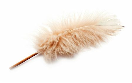 Feather Duster On White Background..の素材