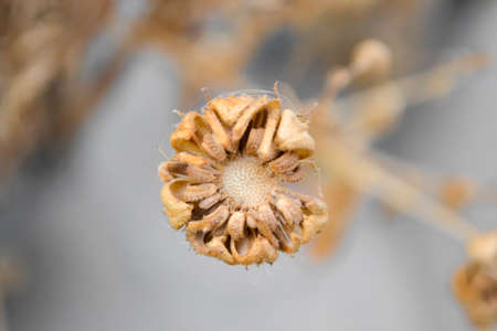 The seed of marigold flowers in summers shot with blur backgroundの写真素材