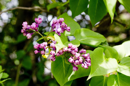 Close up of branches with blooming lilac in spring time