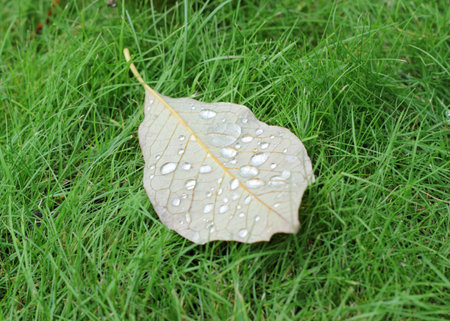 Autumn leaf with water drops on green grass