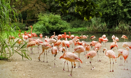 Caribbean flamingos in a zooの写真素材
