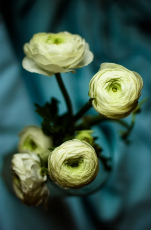 Close up of ranunculuses on a blue fabric backgroundの写真素材