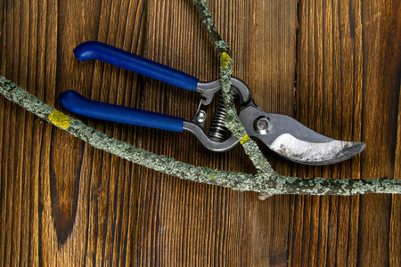Blue pruning shears with a branch on wood background.