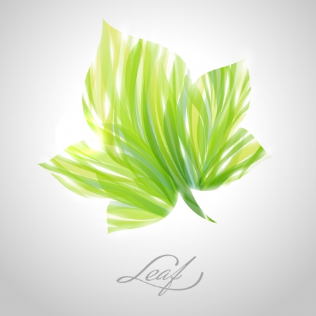 Shiny green striped maple leaf. のイラスト素材