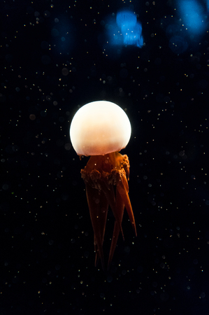jellyfishの写真素材