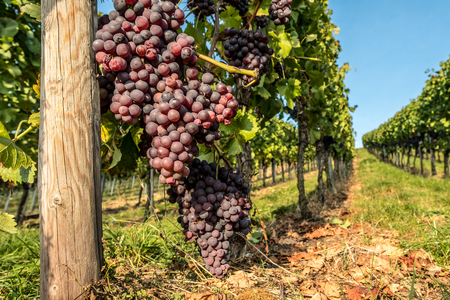 Bunch of grapes hangs on the vine between vineyards.の写真素材