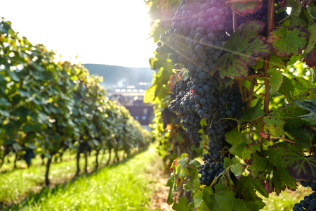 The bunch in beams of the sun hanging on a grapevine.の写真素材