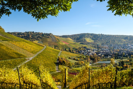 View from a tree shadow on the ripening vineyards.