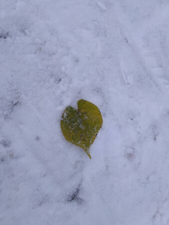Linden leaf on a snowの写真素材