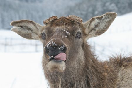 Deer in winterの写真素材