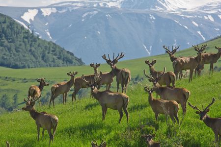 Group Deer in forest. Bighorn mountain maralの写真素材