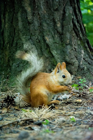 squirrel