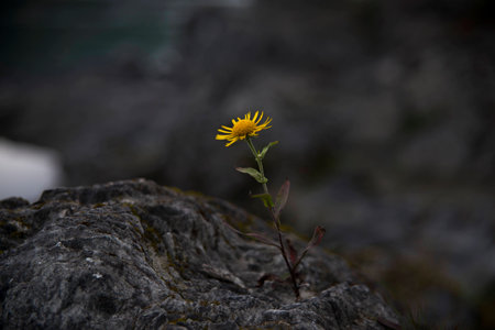 Solar flowerの写真素材