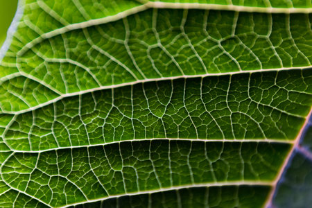 A leaf of a plant photographed with a macro lens. Small details of the plant are visible.