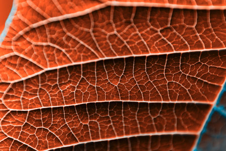A leaf of a plant photographed with a macro lens. Small details of the plant are visible.