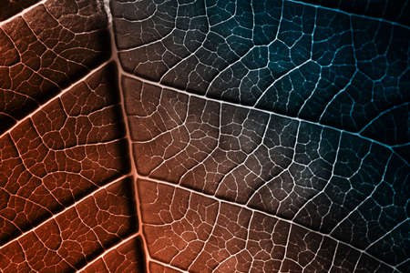 A leaf of a plant photographed with a macro lens. Small details of the plant are visible.の写真素材