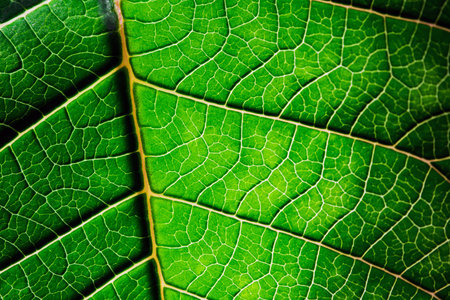 A leaf of a plant photographed with a macro lens. Small details of the plant are visible.