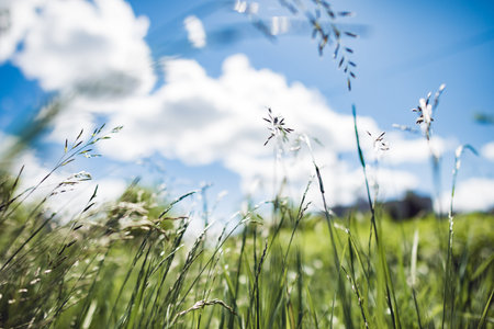 Summer field grass with a strong blurred background. Small depth of field.