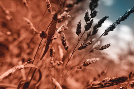 Summer field grass with a strong blurred background. Small depth of field.の写真素材