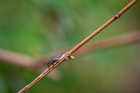 a fly perching on a dry twig. the beautiful transparent wings of a fly