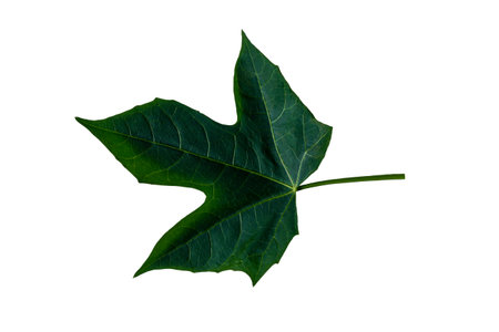Green Leaf of tree like maple tree