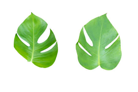 2 designs, green leaves, heart-shaped That has holes in the leaf surfaceの写真素材